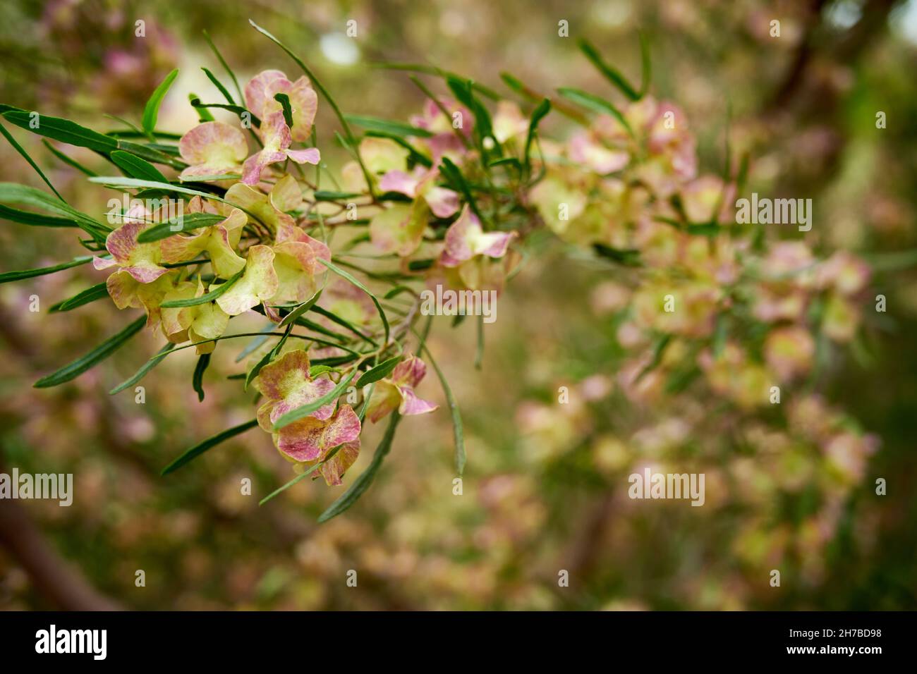 Capsule de fructification sur un petit Bush de Leaf Hop, Dodoneae viscosa, un arbuste indigène , srubby à petit arbre, commun à travers l'Australie.jour couvert, saisons,spr Banque D'Images