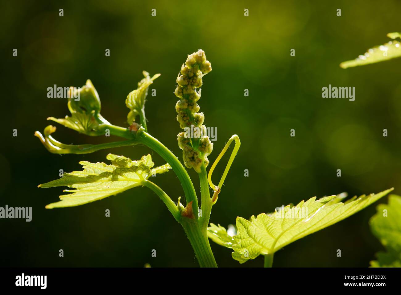 Bourgeon de fleur sur la vigne de raisin Sultana montrant déjà la forme de base de la bunke qui se développera après la floraison. Banque D'Images