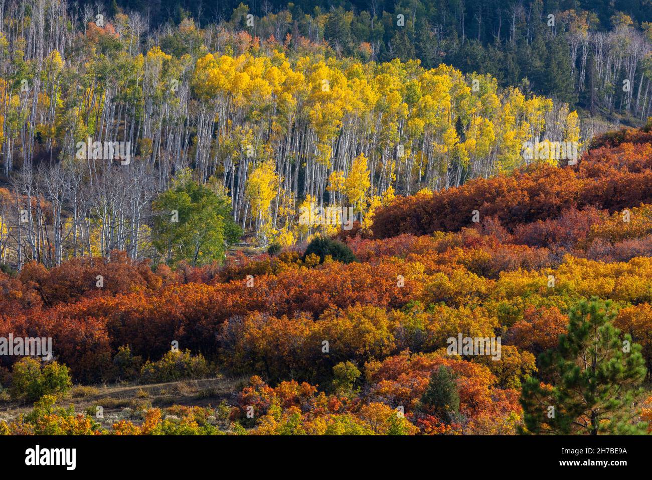 Aspen et feuillage coloré en automne, Dallas Divide, forêt nationale d'Uncompahgre, montagnes de San Juan, Colorado Banque D'Images