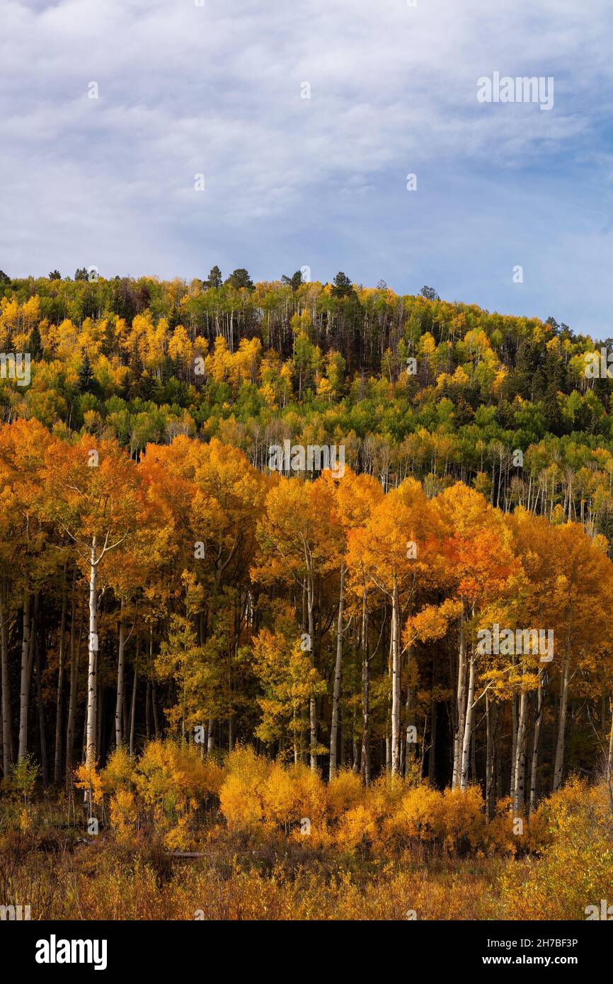 Aspen en automne près de Placerville, Colorado Banque D'Images