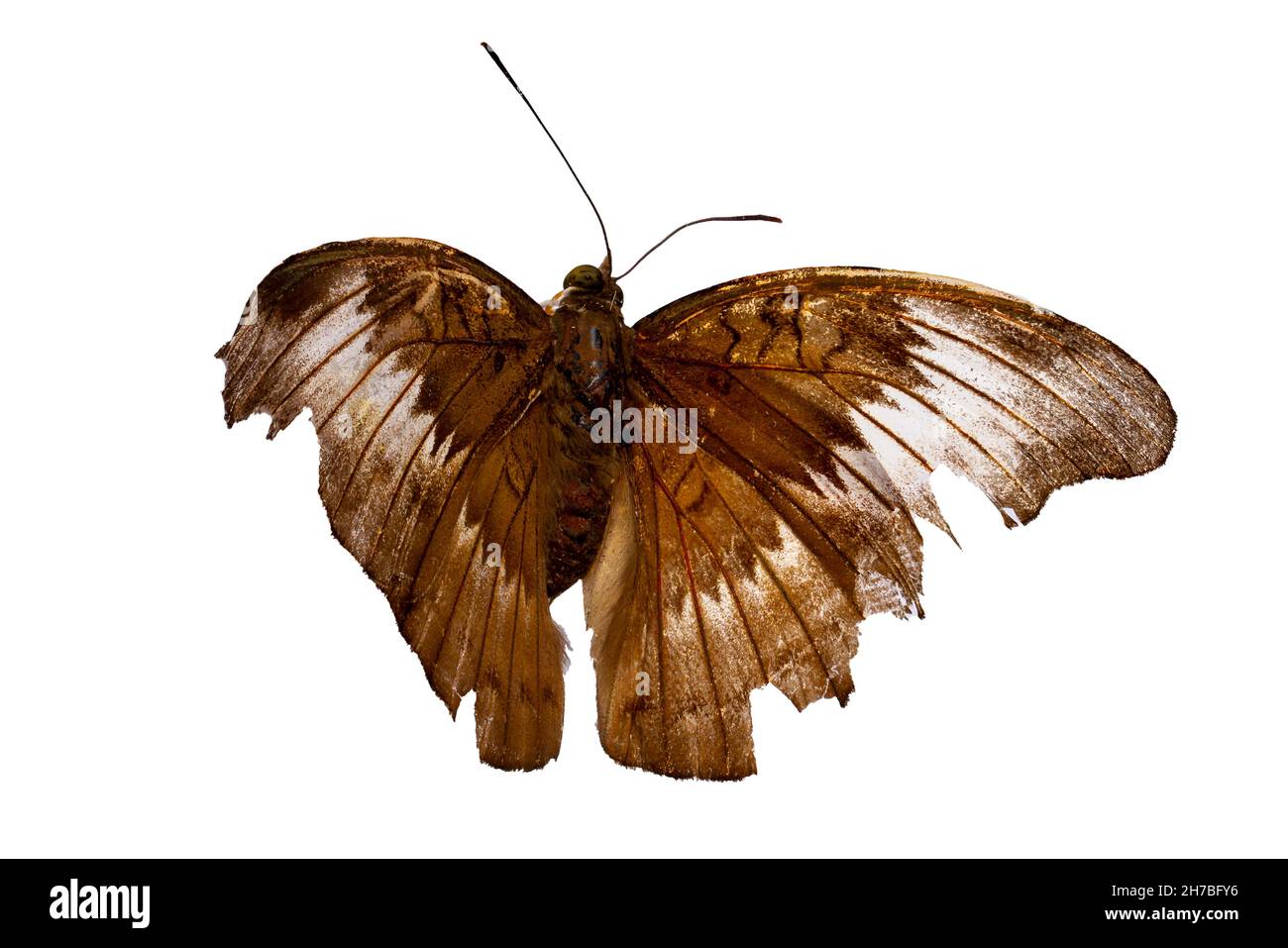 Papillon brun perché sur une fleur de zinnia rouge, isolé sur fond blanc, espace de copie Banque D'Images