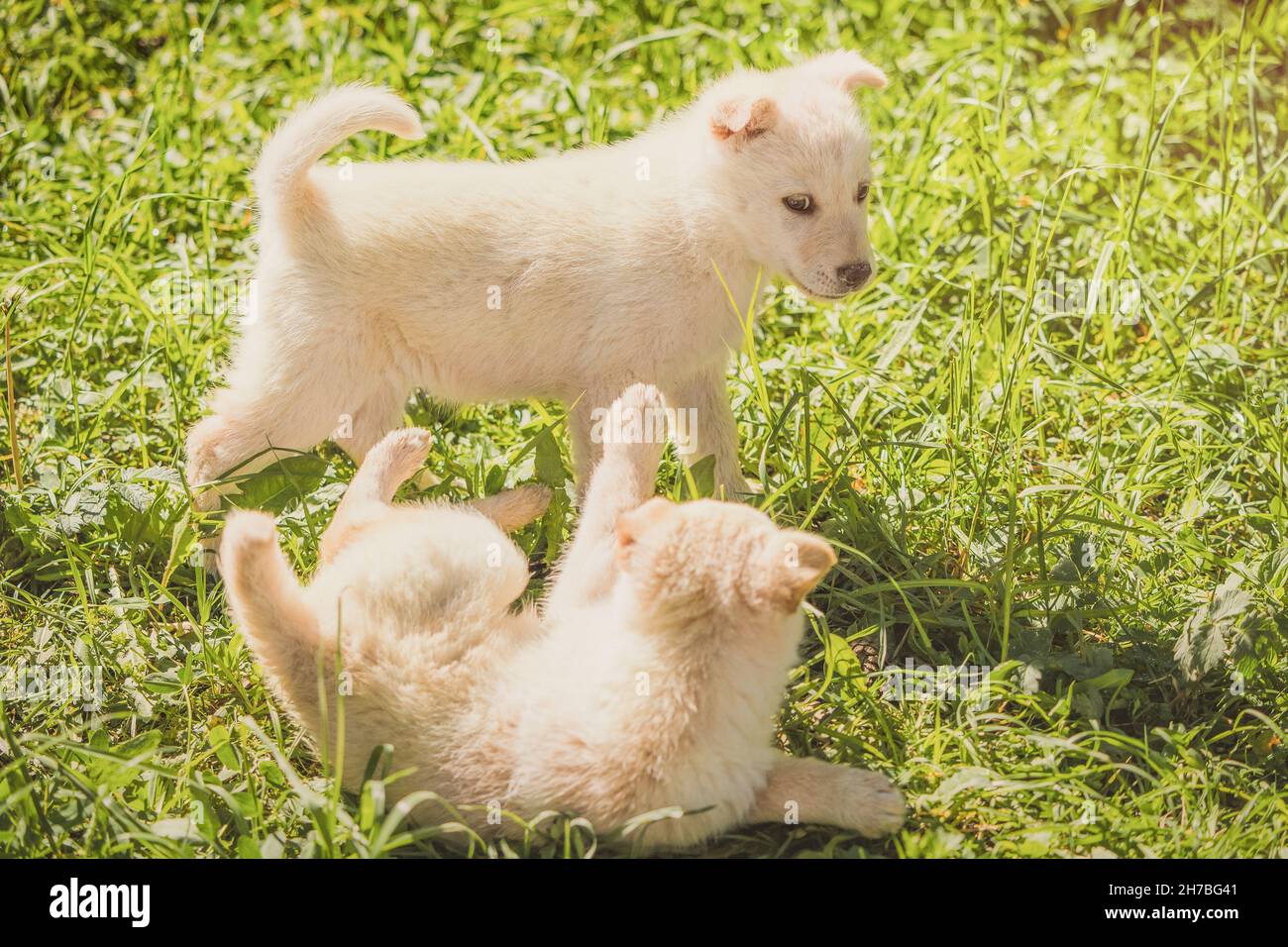 Deux petits chiots blancs moelleux jouent et se battent sur l'herbe verte dans le parc. Banque D'Images