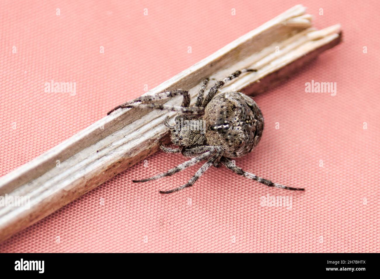 Gros plan d'une araignée croisée (Araneus diadematus) assise sur des textiles. Banque D'Images