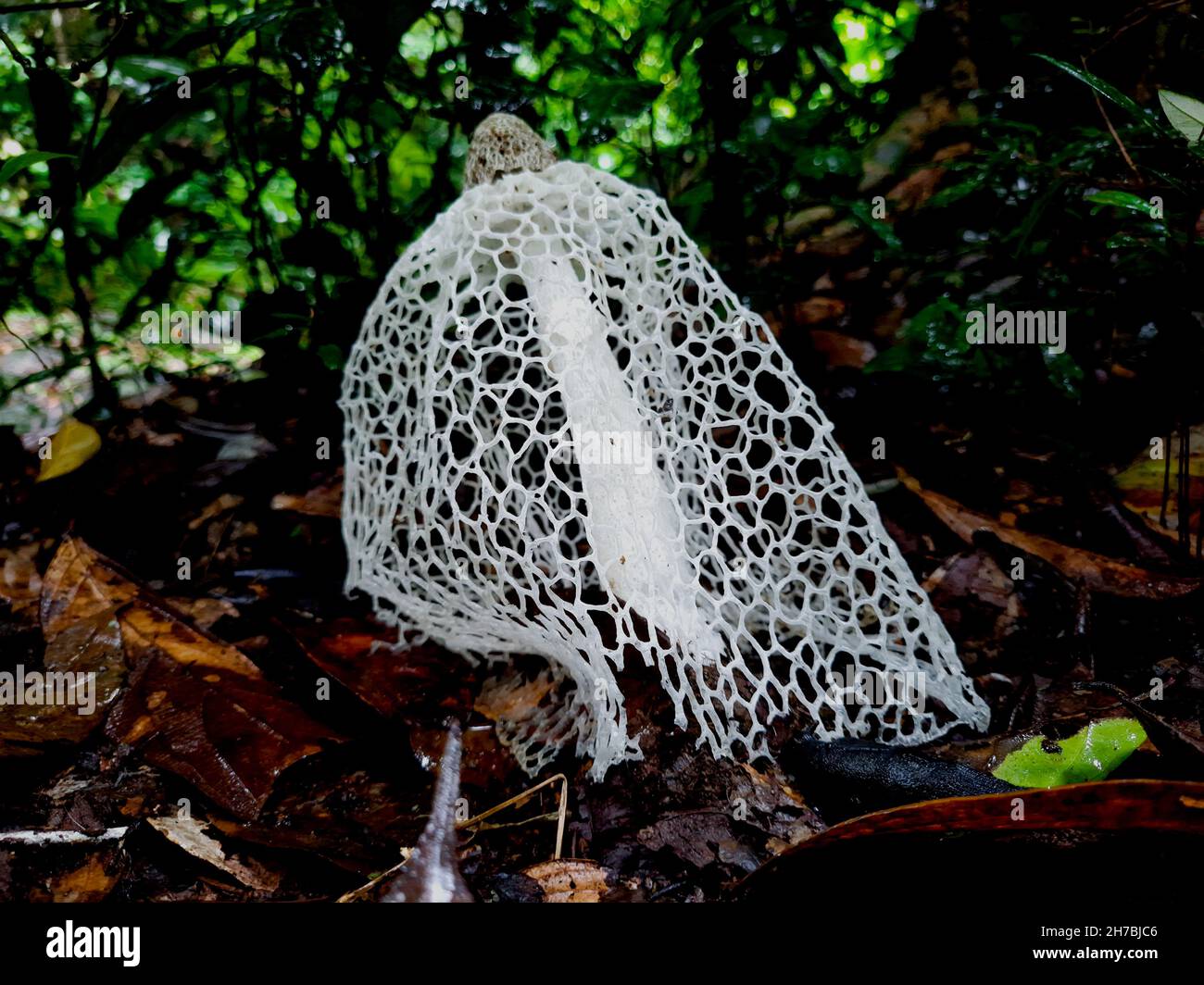Champignons lady voilés (Phallus indusiatus) champignons communs dans les forêts tropicales humides Banque D'Images
