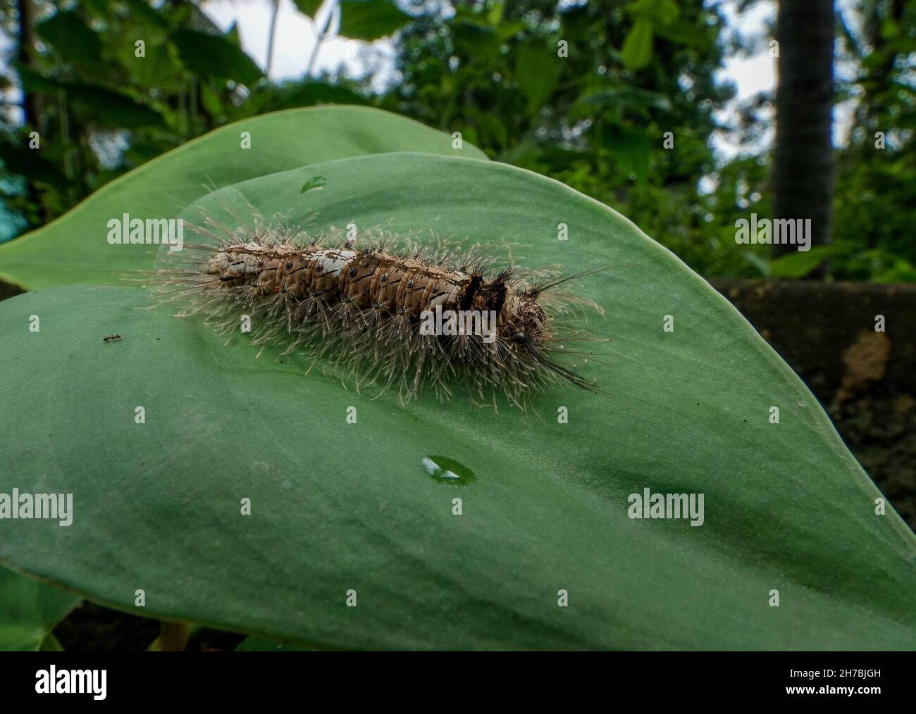 Image macro-isolée en gros plan d'une chenille poilue, de la chenille brune avec des taches blanches sur les feuilles vertes. Banque D'Images