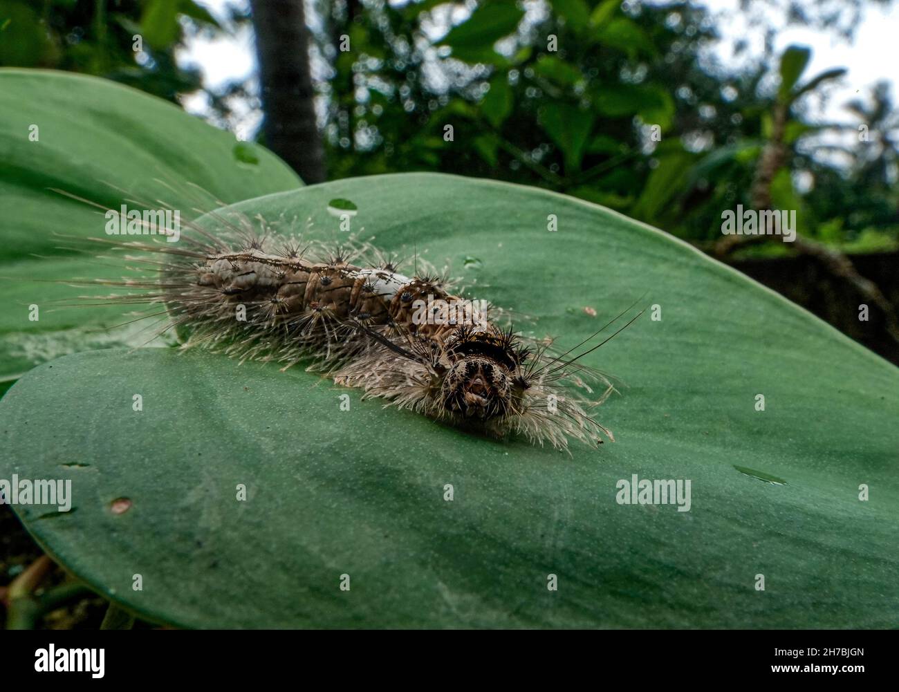 Image macro-isolée en gros plan d'une chenille poilue, de la chenille brune avec des taches blanches sur les feuilles vertes. Banque D'Images