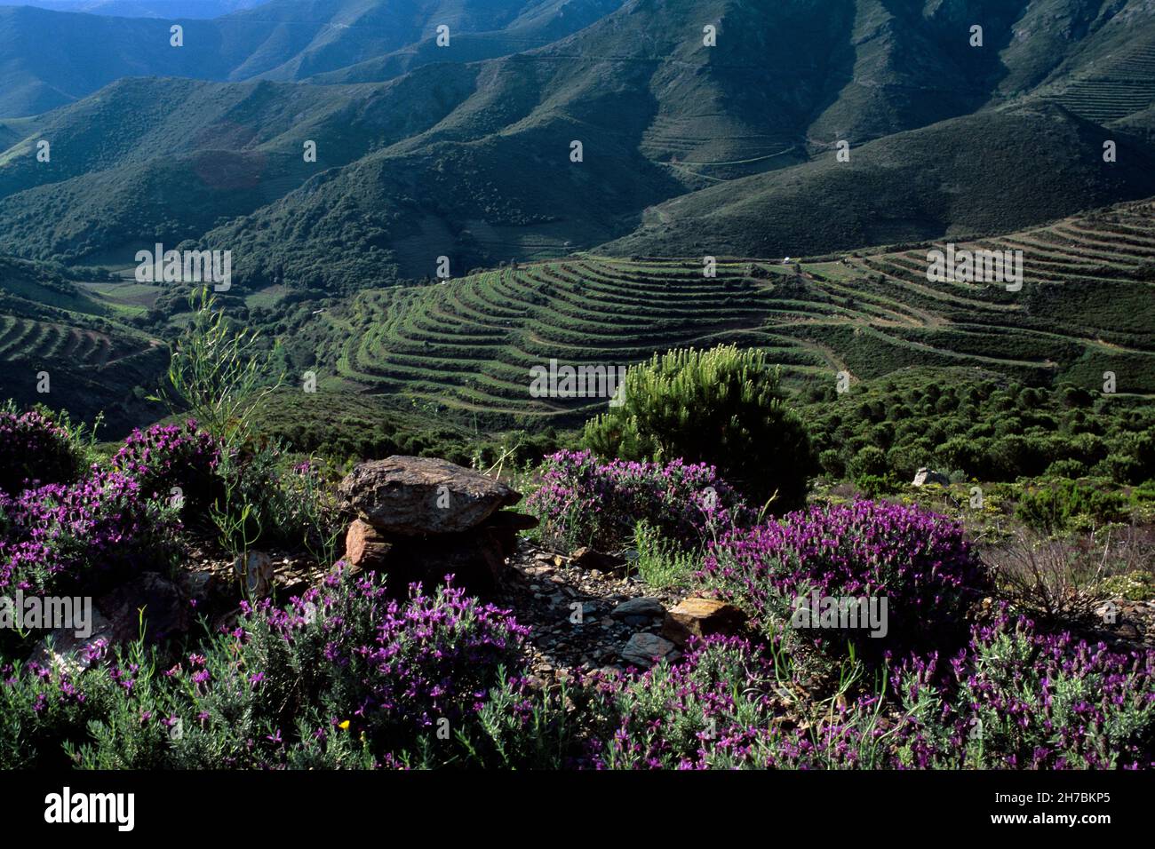 FRANCE.PYRÉNÉES ORIENTALES (66).LES ALBERES AUTOUR DE BANYULS.PAYSAGE DE PRINTEMPS Banque D'Images