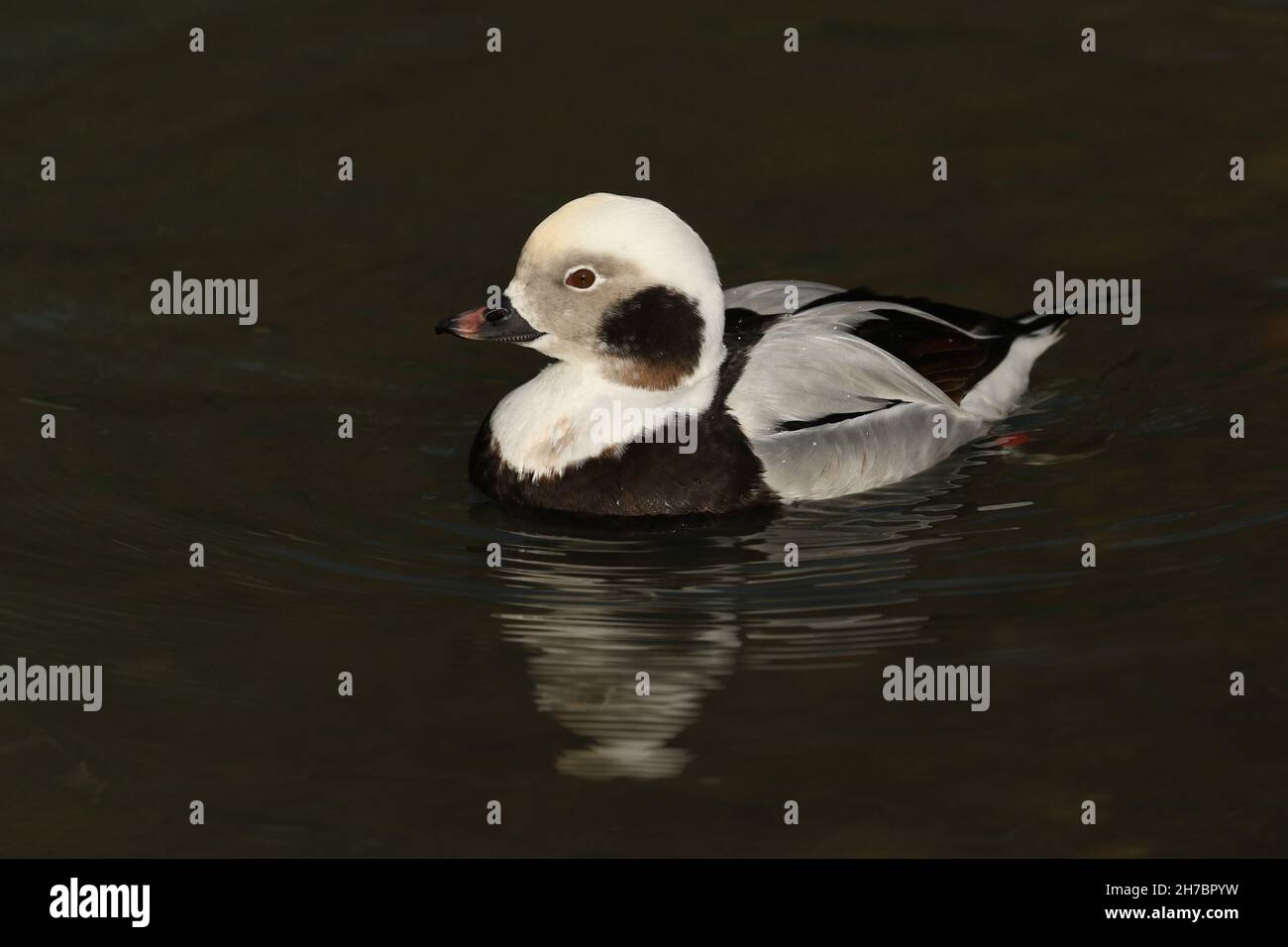 Un canard mâle à longue queue, Clangula hyemalis, nageant sur un étang de la réserve faunique de la zone humide d'Arundel. Banque D'Images