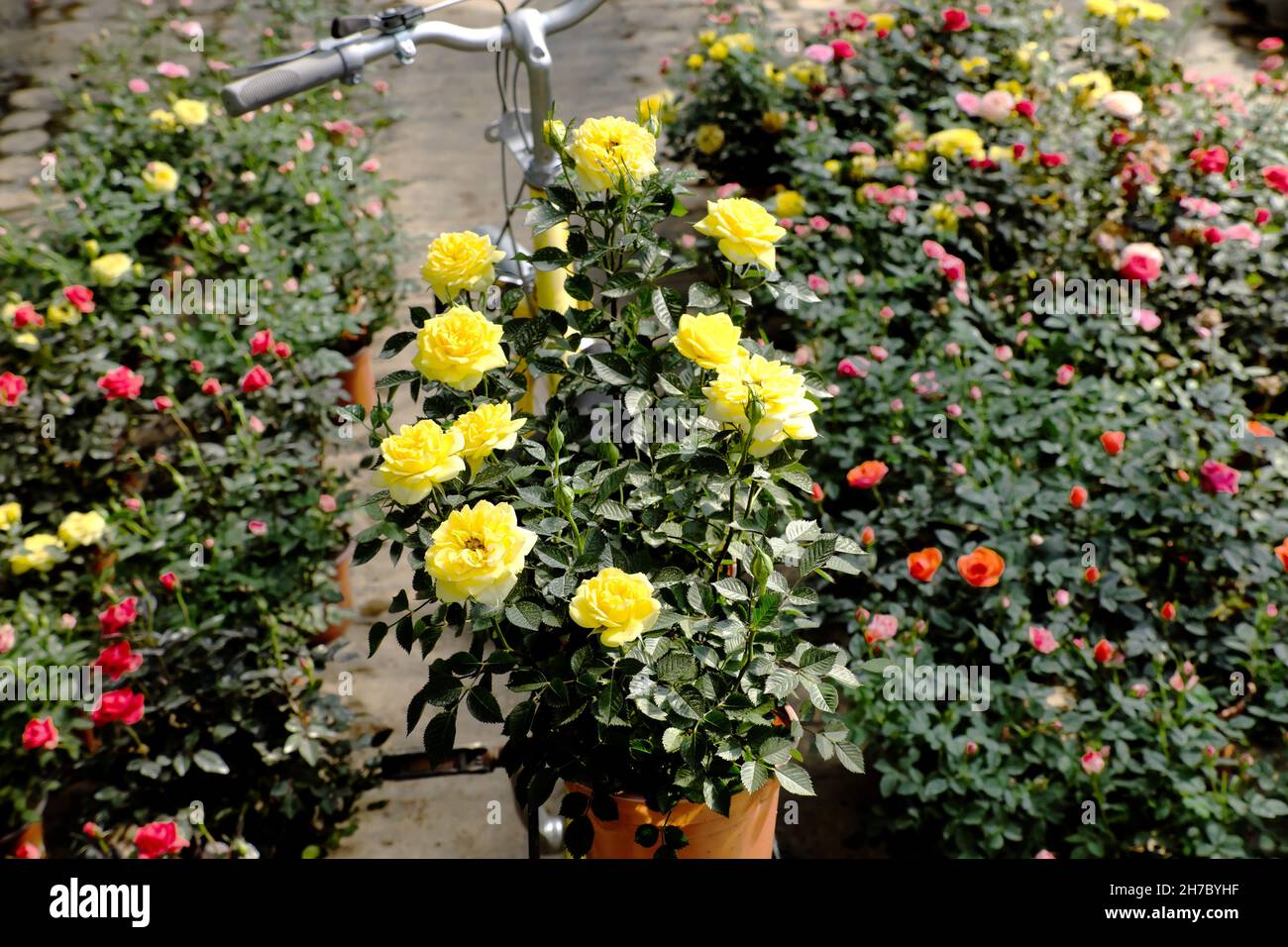 Belle scène au jardin de fleurs avec la flore vive fleur au printemps, pot de roses sur selle de vélo jaune pour le transport, Da Lat, Vietnam Banque D'Images