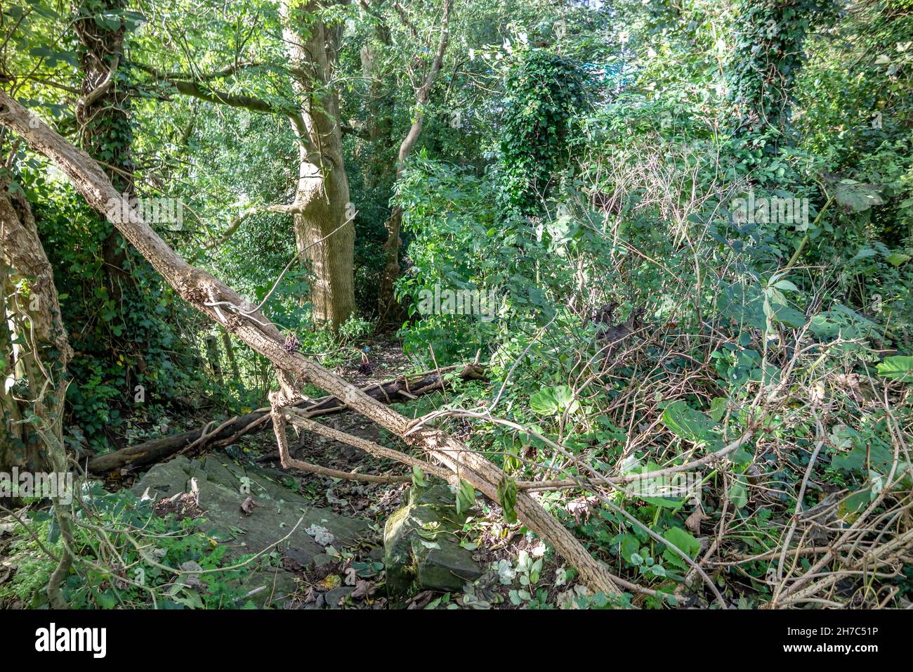 L'arbre déchu bloque le chemin dans Raphoe, comté de Donegal - Irlande. Banque D'Images