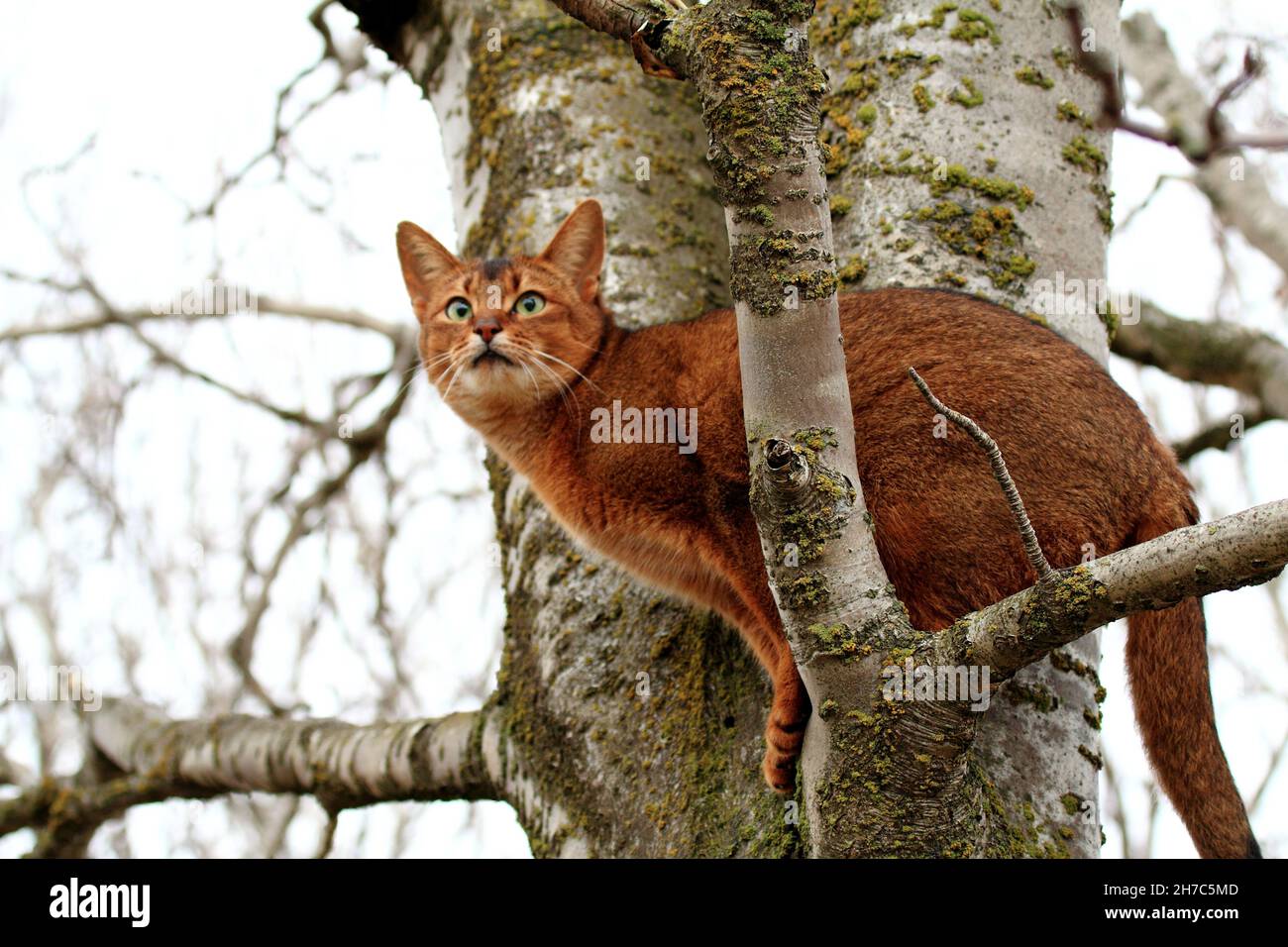 Un arbre d'escalade de chat brun rouge pour attraper des proies Banque D'Images