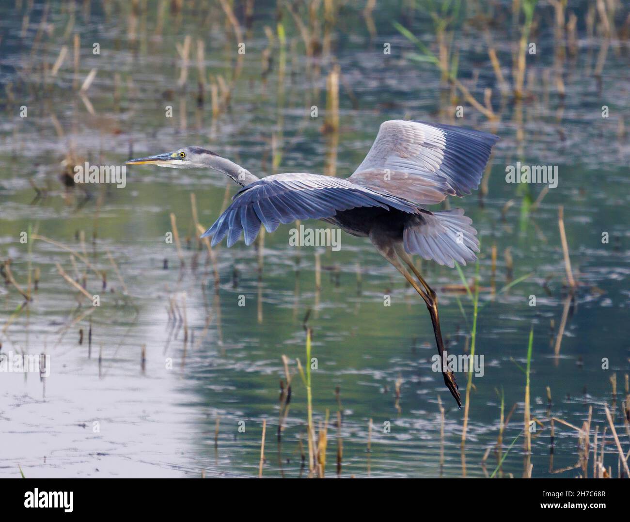 Héron violet (Ardea purpurea), Nil, Louxor, Égypte Banque D'Images