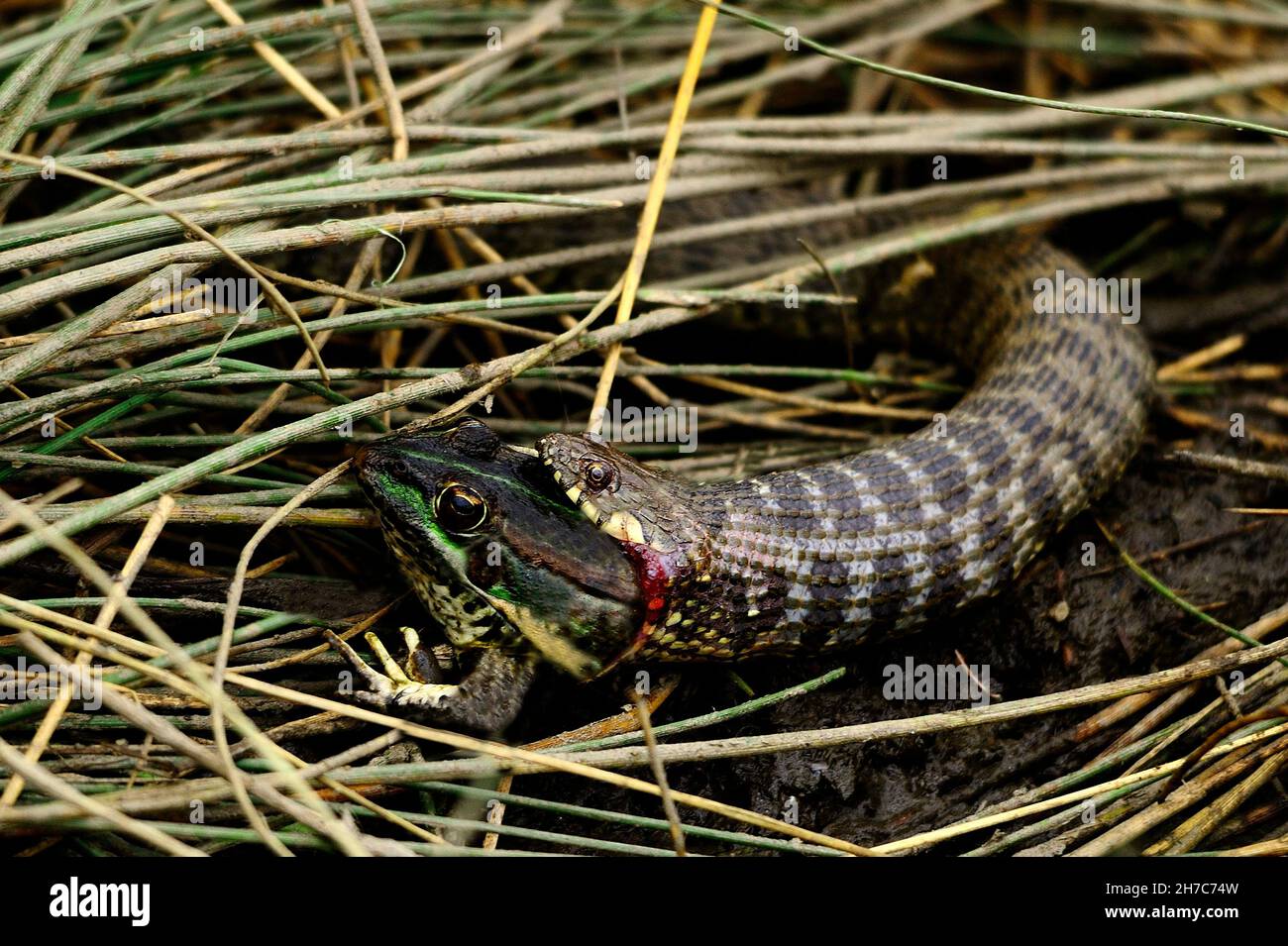 Reptiles dans leur environnement naturel. Banque D'Images