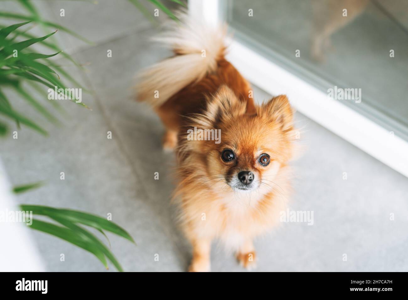 Petit joli chien rouge pomeranian regardant l'appareil photo à la maison Banque D'Images
