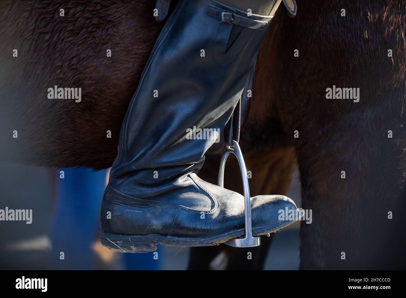 Chaussure militaire en étrier contre le ventre du cheval Photo Stock - Alamy