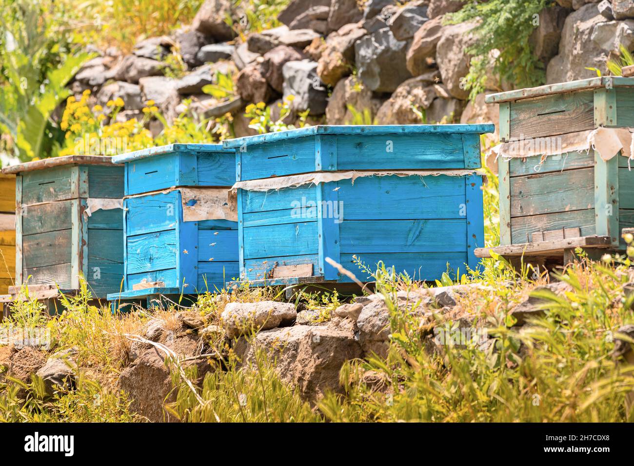 Apiaire avec des abeilles faisant du miel sucré biologique dans une petite ferme Banque D'Images