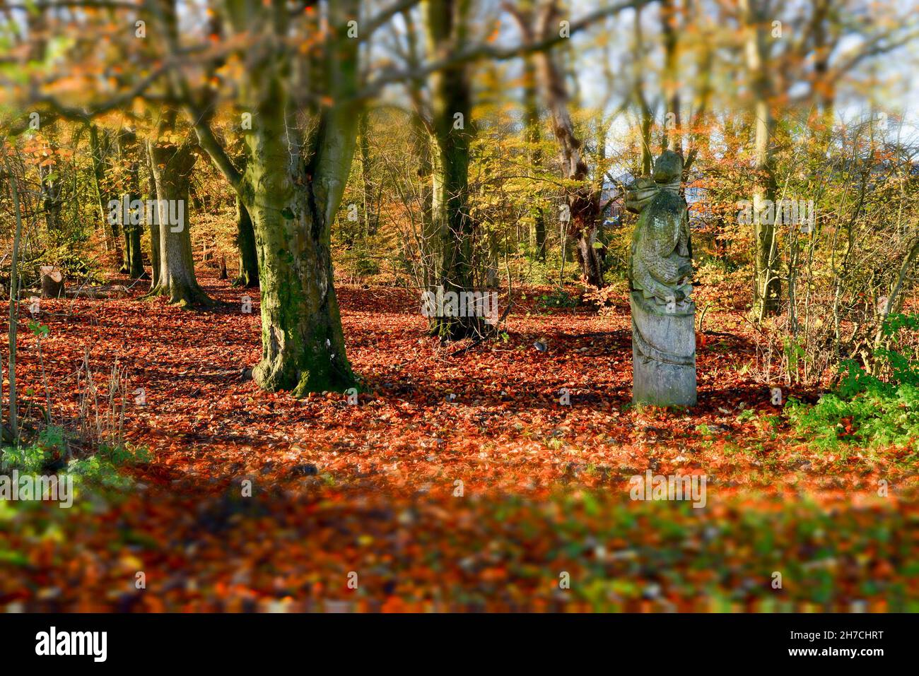 Clayton-le-Moors, Lancashire, Royaume-Uni.21 novembre 2021.Forêt d'automne, Clayton-le-Moors, Lancashire, Royaume-Uni crédit : John Eveson/Alamy Live News Banque D'Images