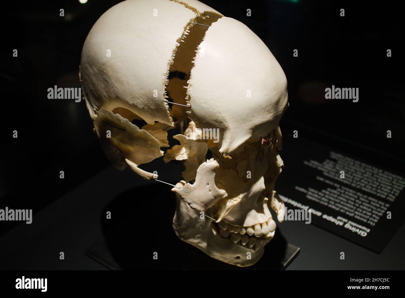 Gros plan d'un squelette artificiel dans le musée Banque D'Images