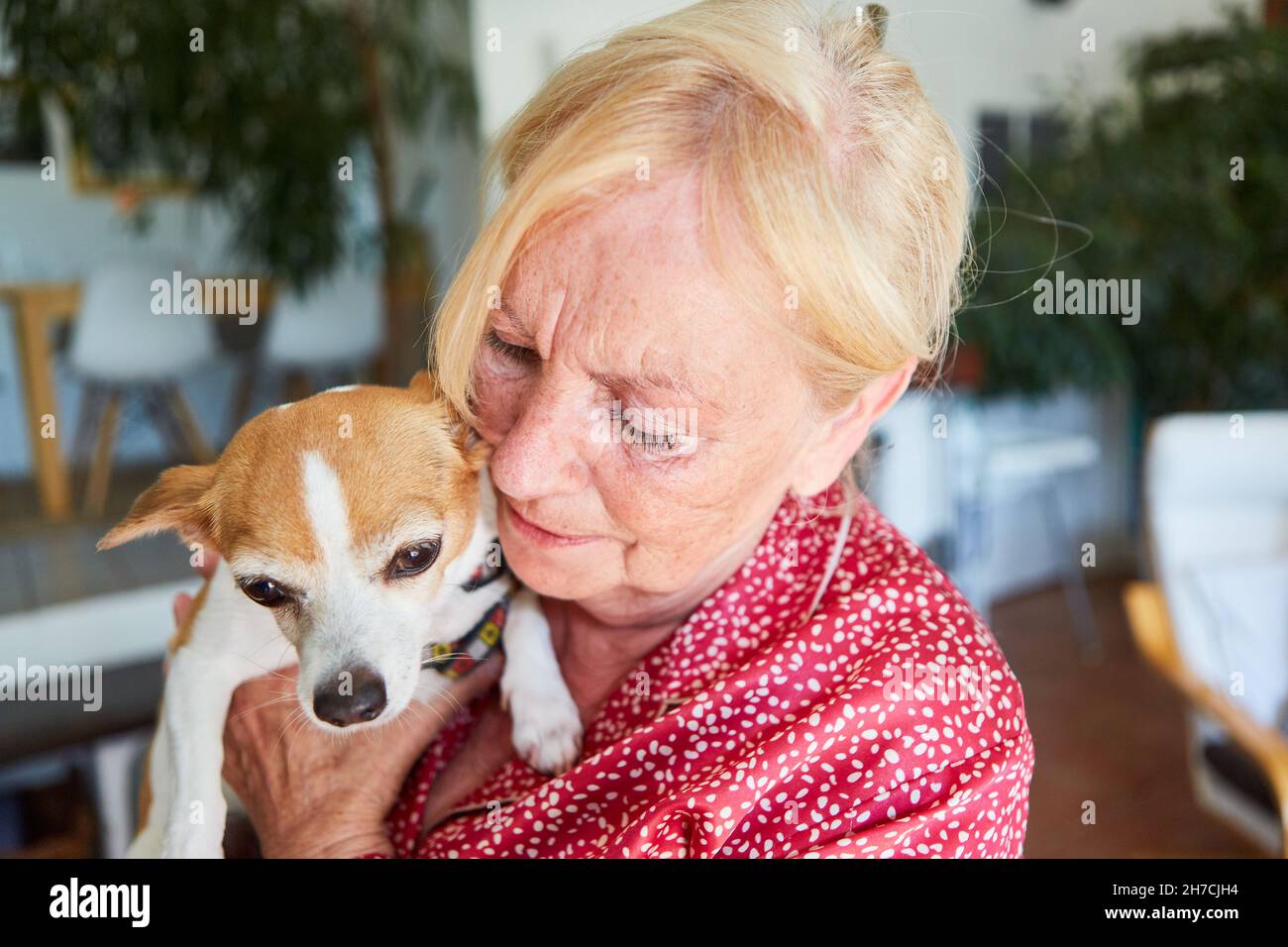 Une femme âgée se câlin avec un petit chien comme animal de compagnie à la maison pour l'amour des animaux et la thérapie Banque D'Images