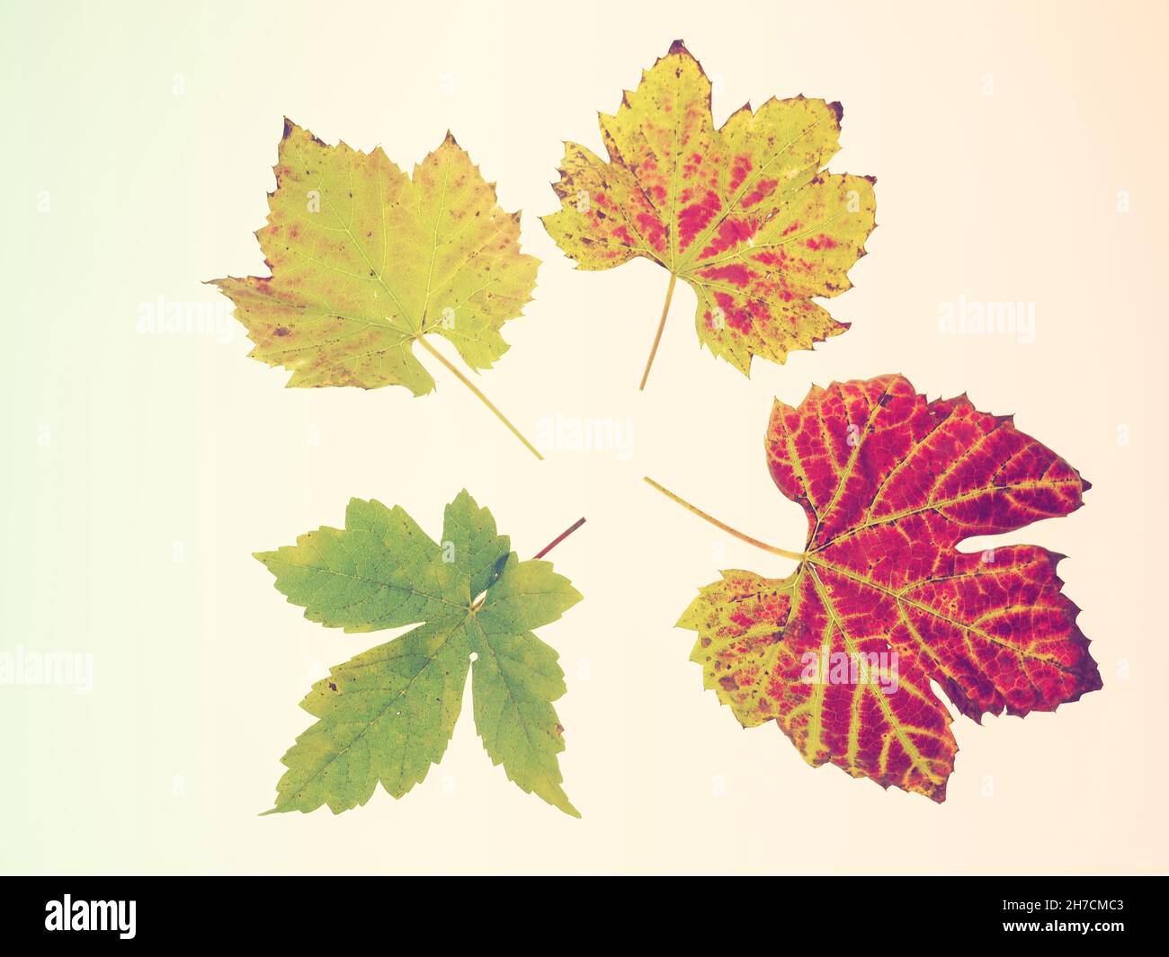 photo de studio de feuilles de vigne colorées sur fond blanc Banque D'Images