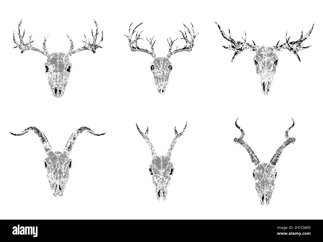 Ensemble vectoriel de silhouettes crânes d'animaux cornés : antilope, cerf et chèvre sur fond blanc.Style grunge.Image monochrome. Illustration de Vecteur