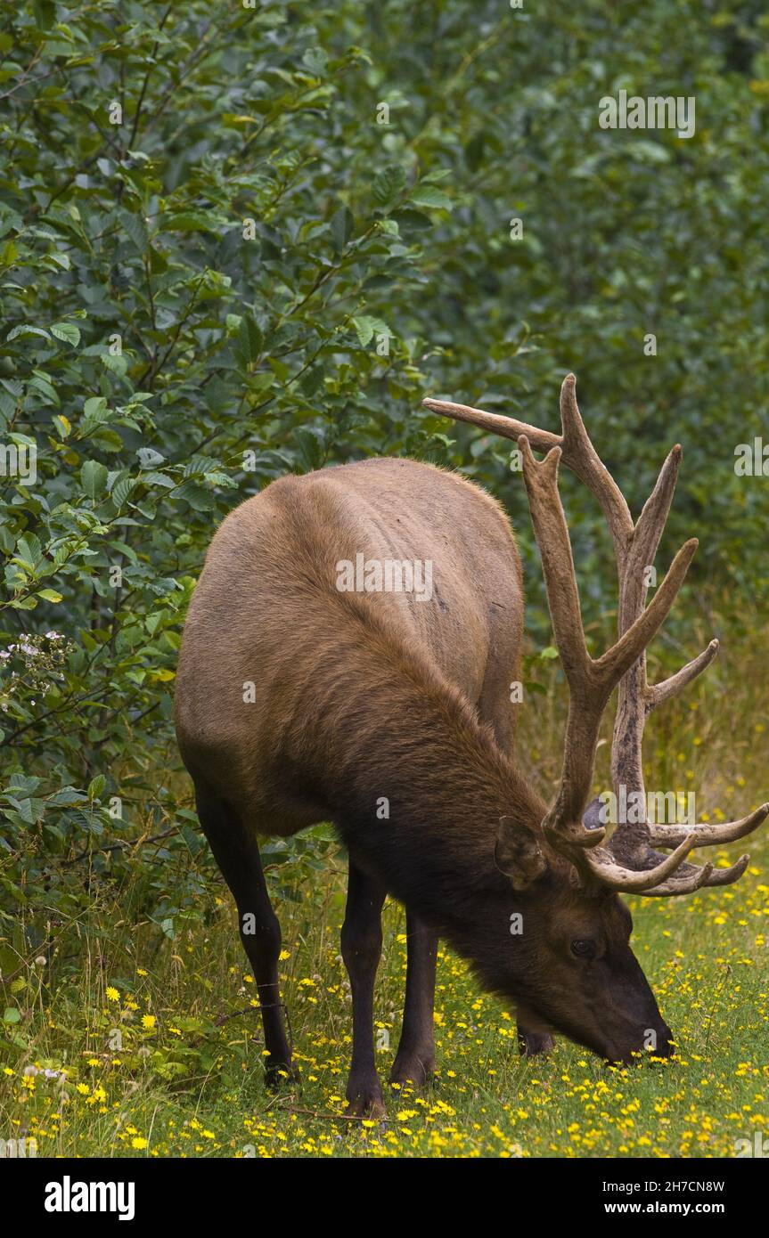 Roosevelt elk, wapiti olympique (Cervus roevelti, Cervus canadensis roevelti), recherche de stag, États-Unis, Californie,Parc national de Redwood Banque D'Images