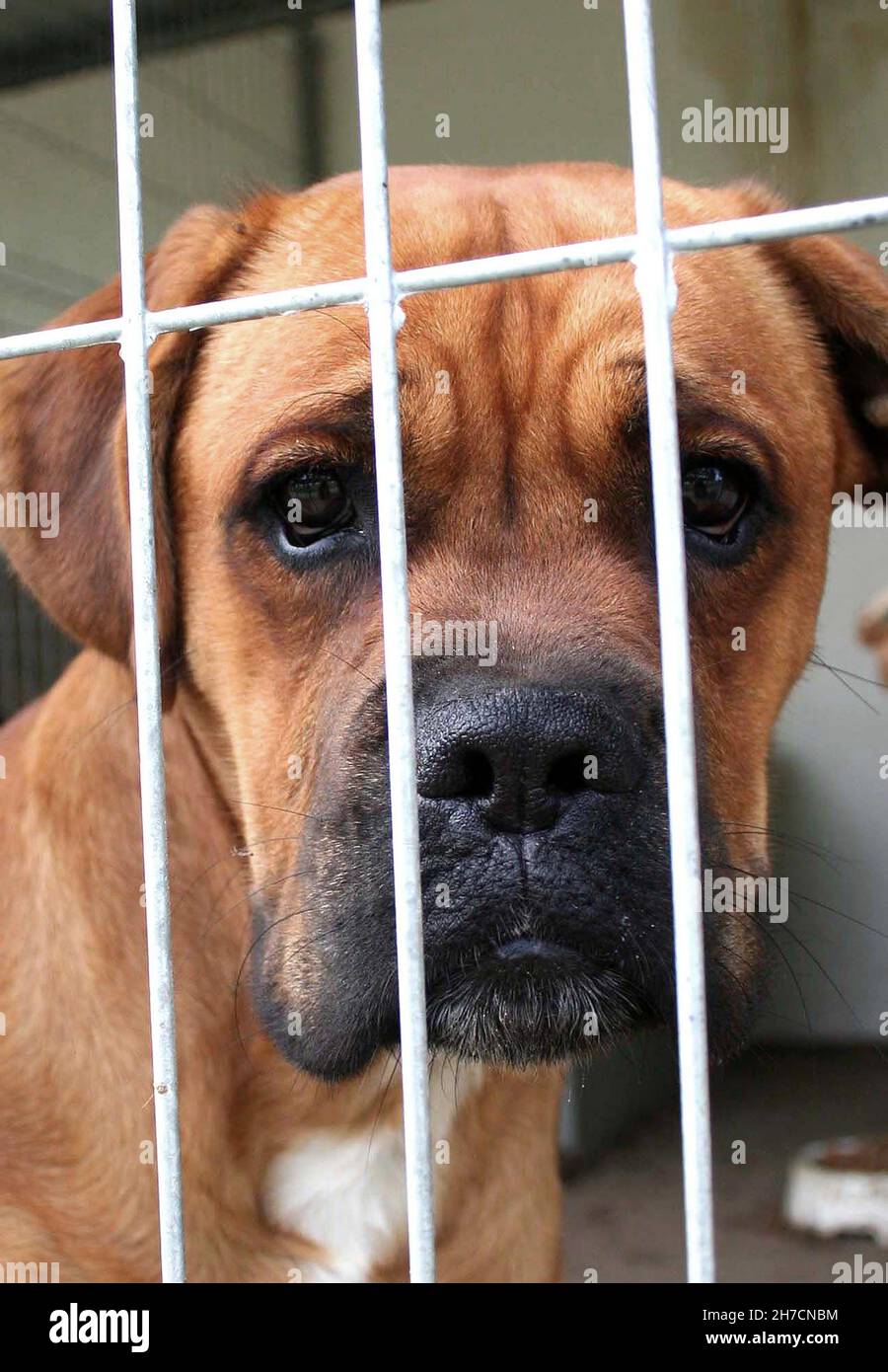 Boxer allemand (Canis lupus F. familiaris), chien dans le chenil regarde tristement à travers une grille, Allemagne Banque D'Images