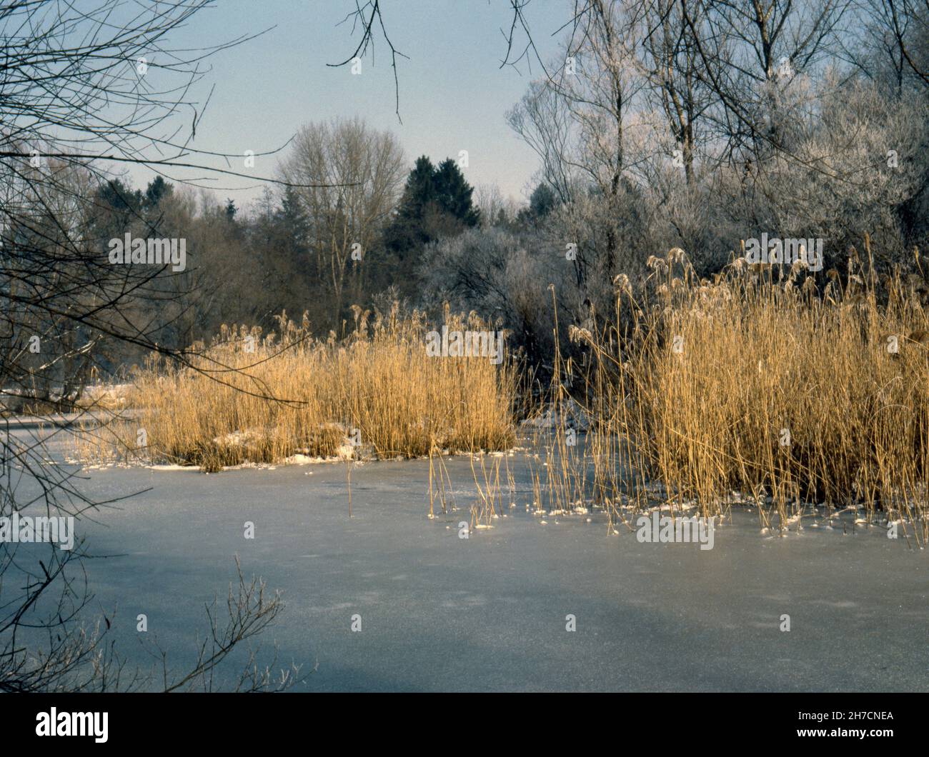 Paysage d'hiver dans les plaines inondables d'Amper près de Moosburg, Allemagne, Bavière Banque D'Images