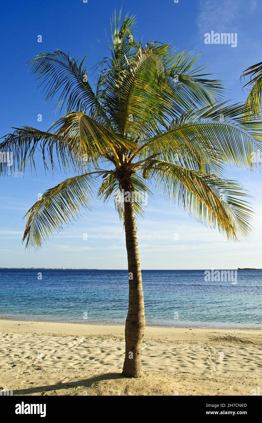 palm sur la plage, Antilles néerlandaises, Bonaire Banque D'Images
