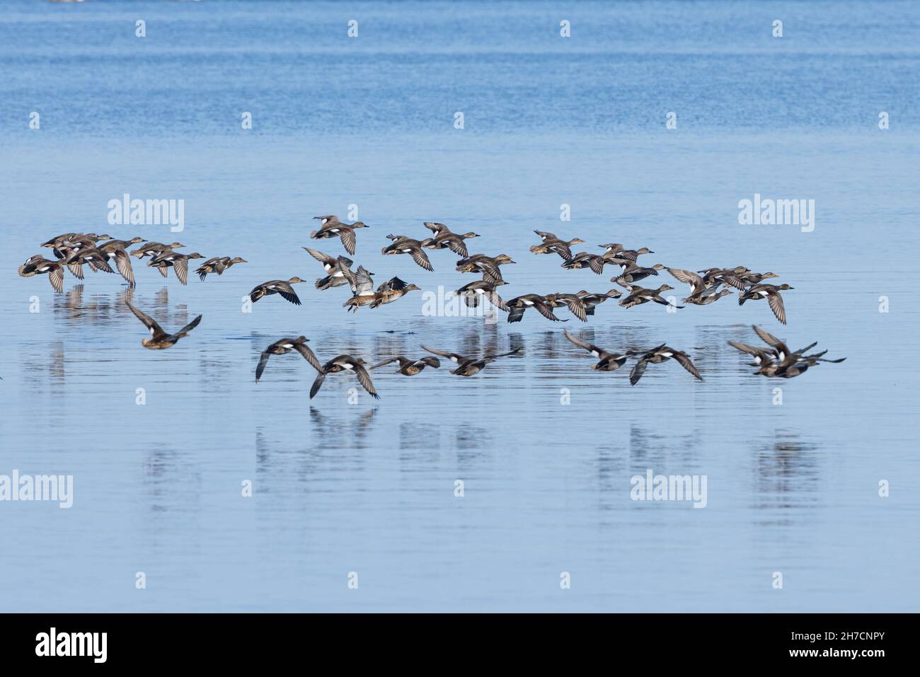 gadwall (Anas strepera, Mareca strerpera), grand troupeau volant près de la surface de l'eau, Allemagne, Bavière, lac Chiemsee Banque D'Images