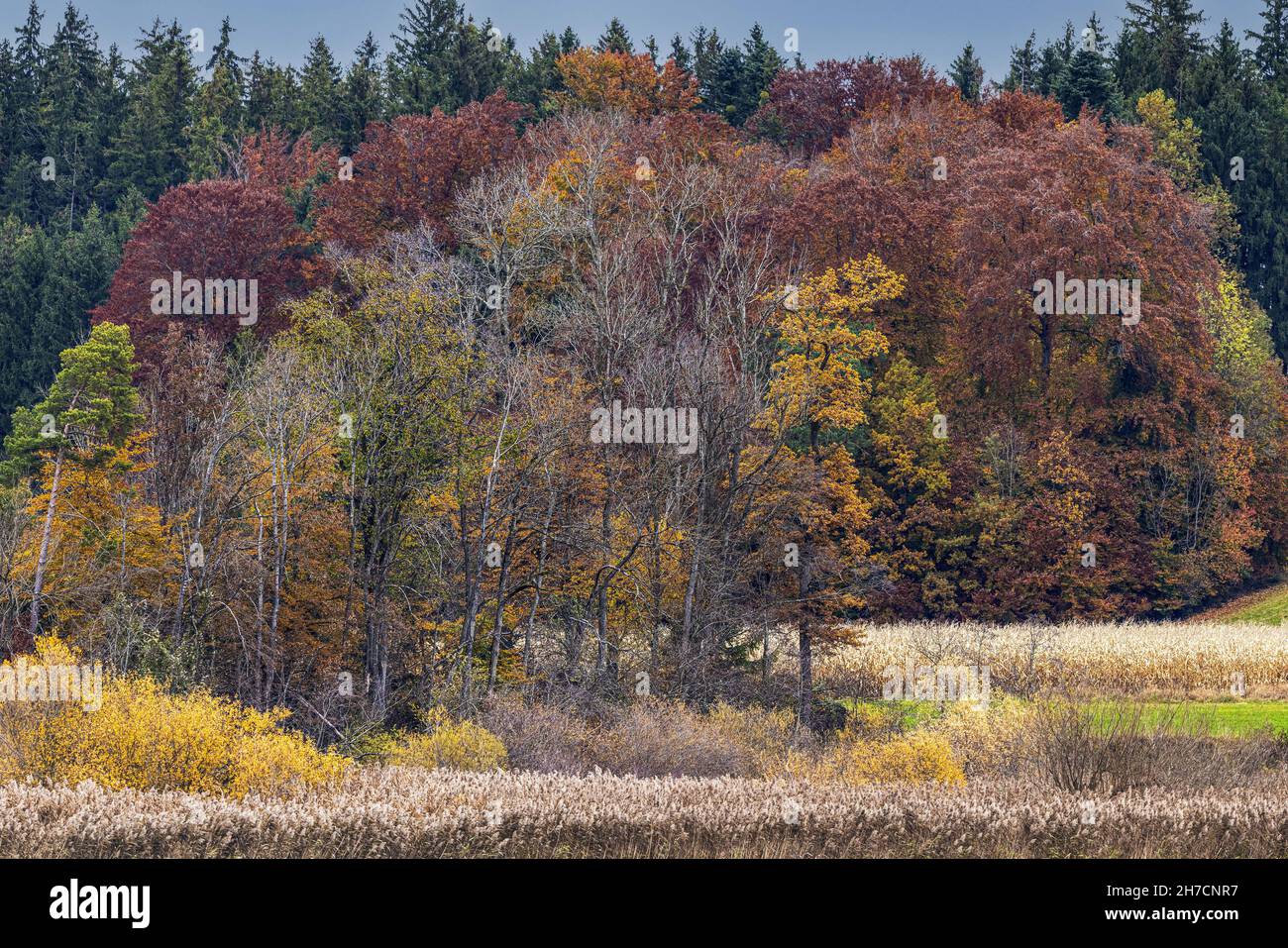Rive du lac avec zone de roseau et forêt de galeries avec des sangsues communes aux couleurs d'automne, Allemagne, Bavière, lac Chiemsee Banque D'Images