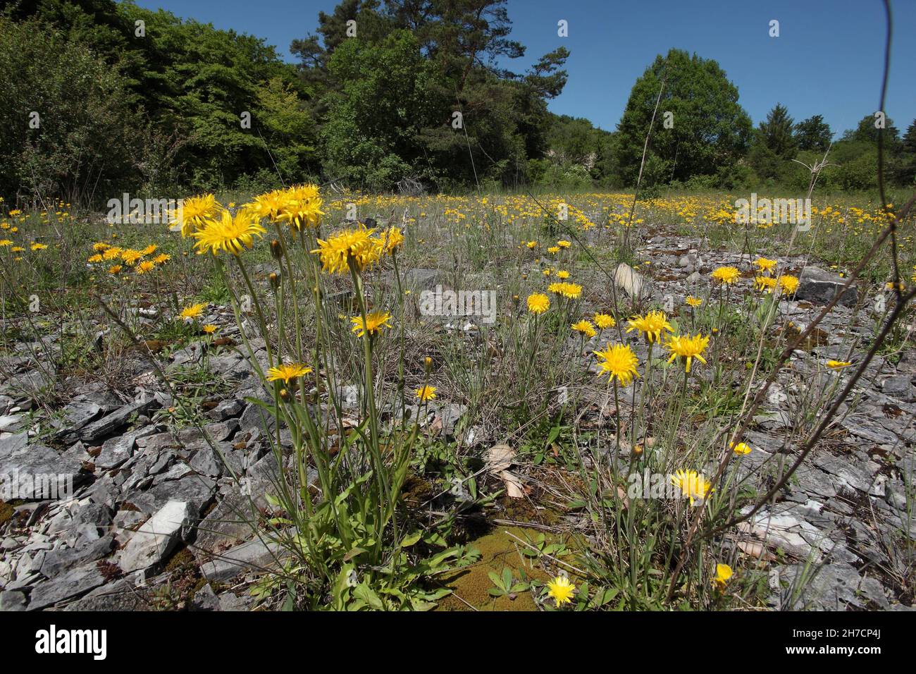 Hawkweed (Hieracium spec.), fosse en pierre de Moernsheim à Altmuehltal , Allemagne, Bavière Banque D'Images