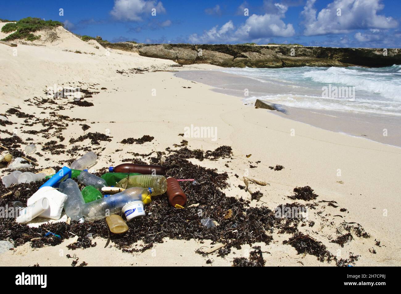 Flotsam avec éruption cutanée sur la plage, Antilles néerlandaises, Bonaire Banque D'Images