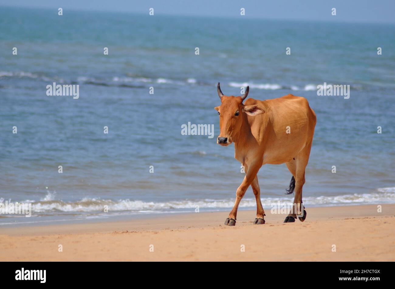 Cattle indien, Bos indicus, marcher sur une plage, Anjuna, Goa, Inde Banque D'Images
