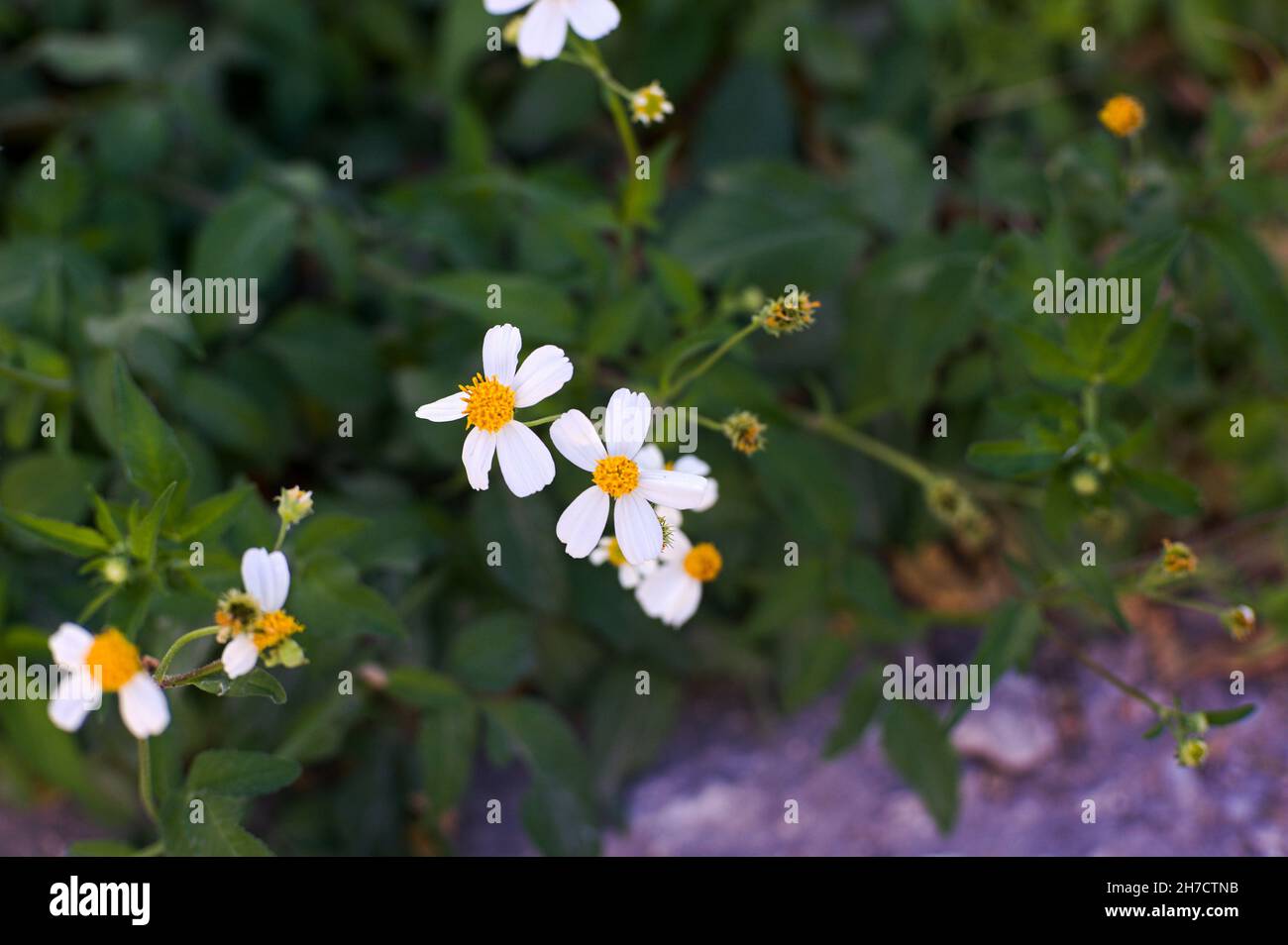 Cliché sélectif de fleurs bidens alba en fleurs Banque D'Images
