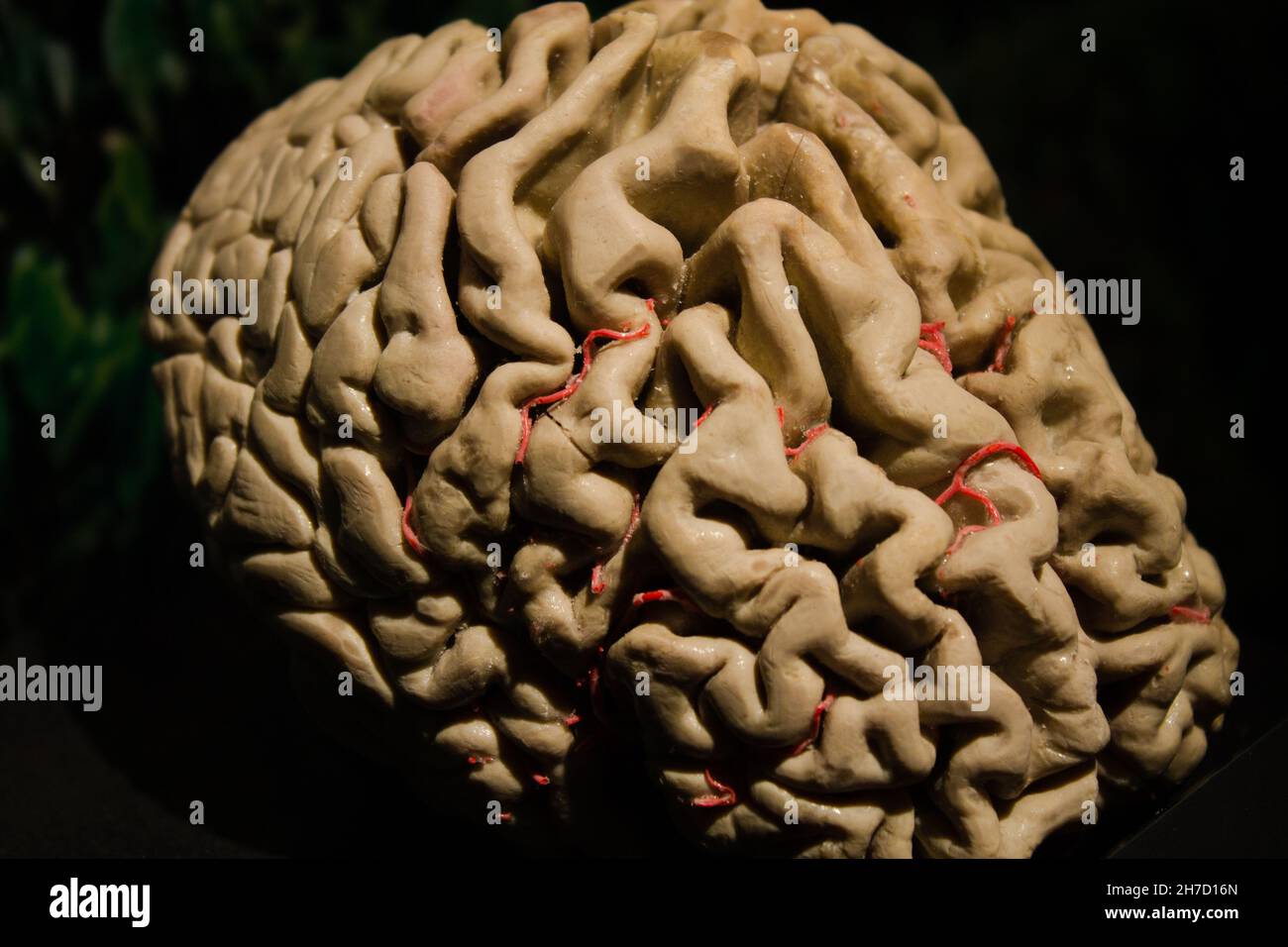 Gros plan d'un cerveau humain plastifié dans le musée Banque D'Images