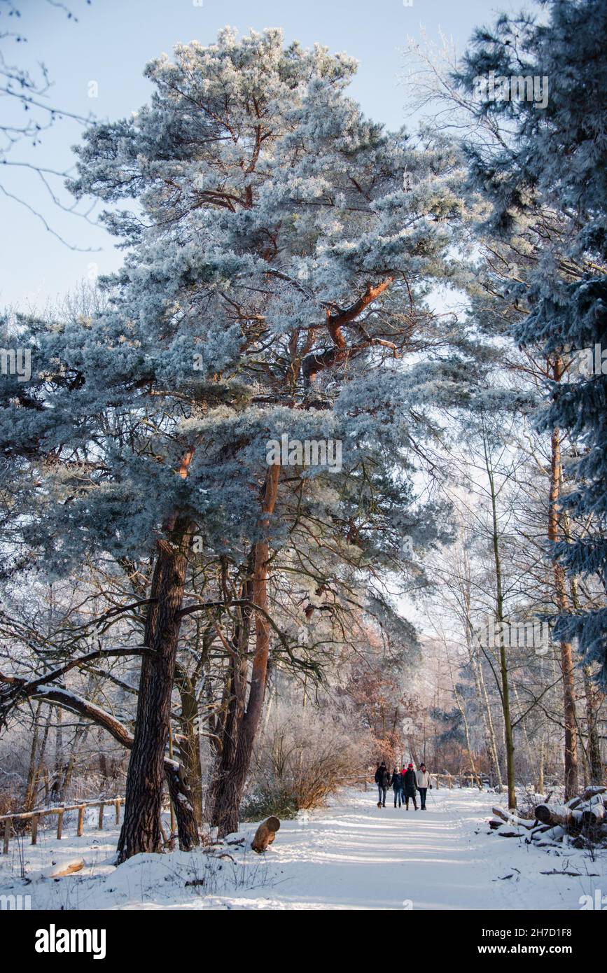 Winter Wonderland à Berlin: Une promenade dans la neige le long des rives du lac Wannsee à Berlin. Banque D'Images