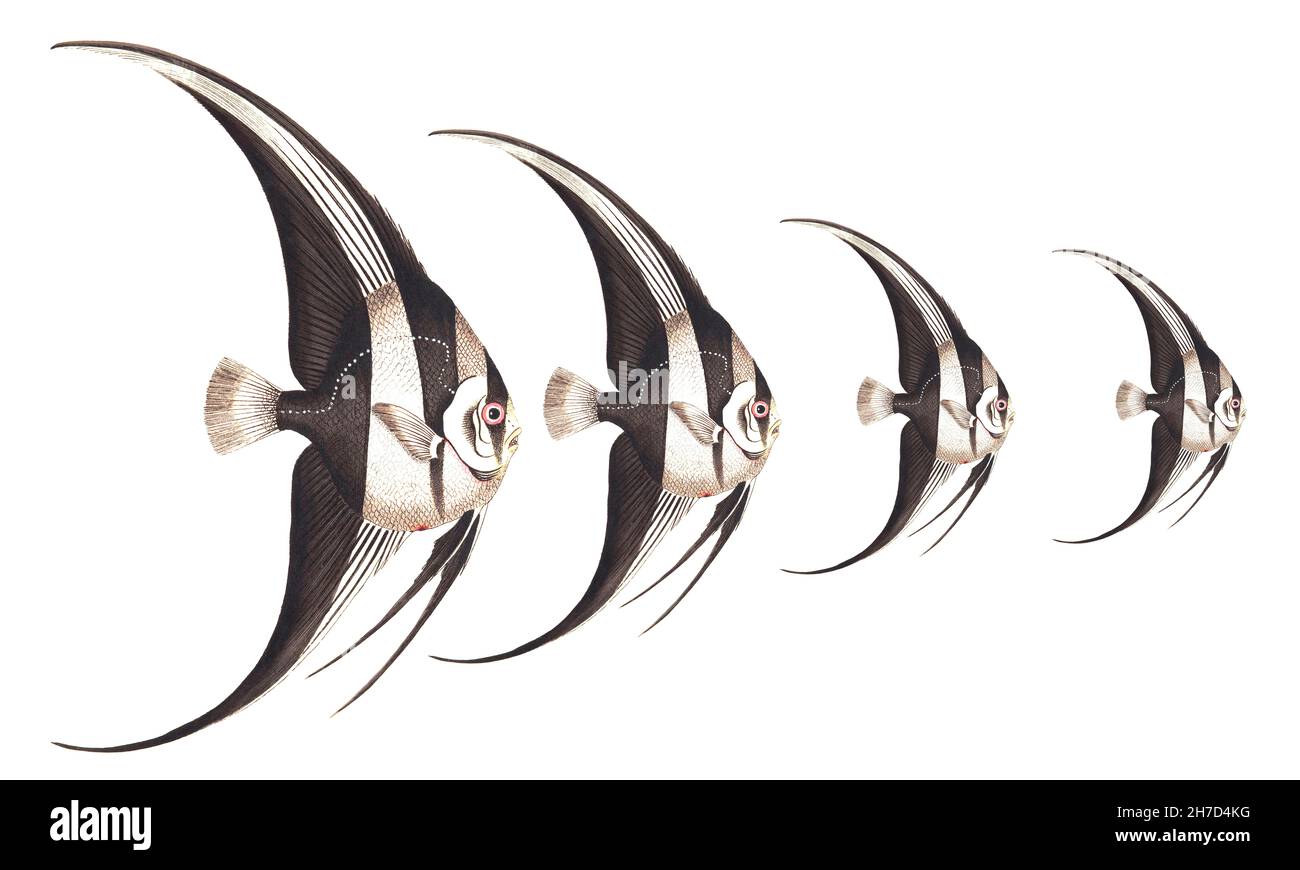 Amélioration de l'image numérique de Pterophyllum scalare, plus communément appelés anges ou d'eau douce poissons-anges, ou parfois juste Scalare. divers s Banque D'Images