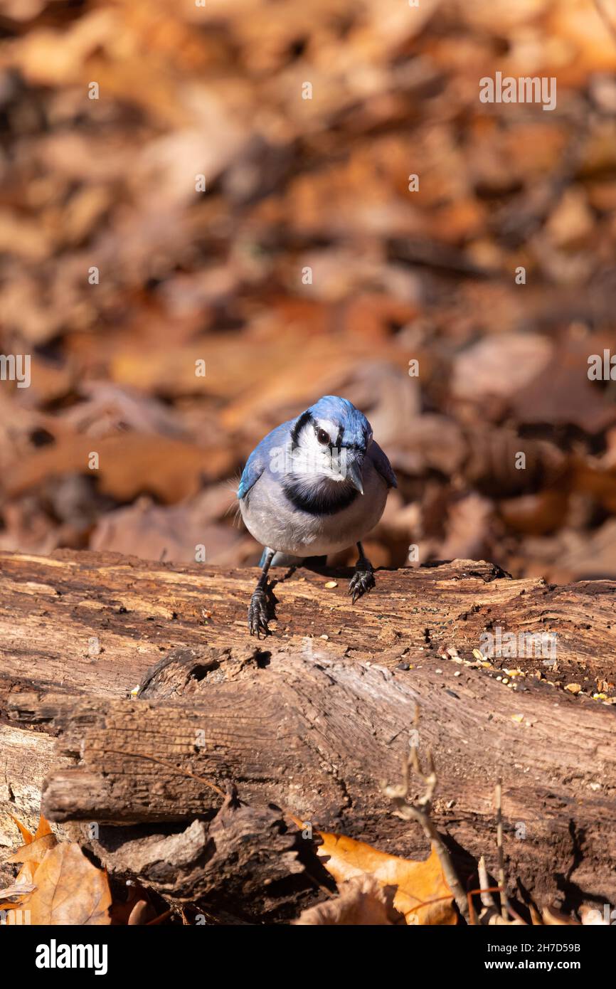 Blue Jay (Cyanocitta cristata) sur le terrain en automne au Michigan, aux États-Unis. Banque D'Images