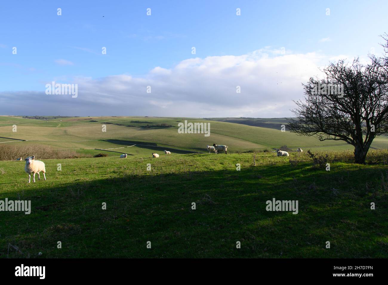 Vue sur South Downs avec pâturage des moutons Banque D'Images
