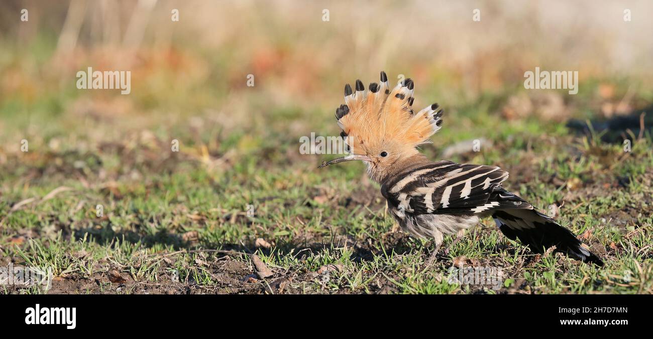 Hoopoe / oiseaux colorés / écusson surélevé Banque D'Images