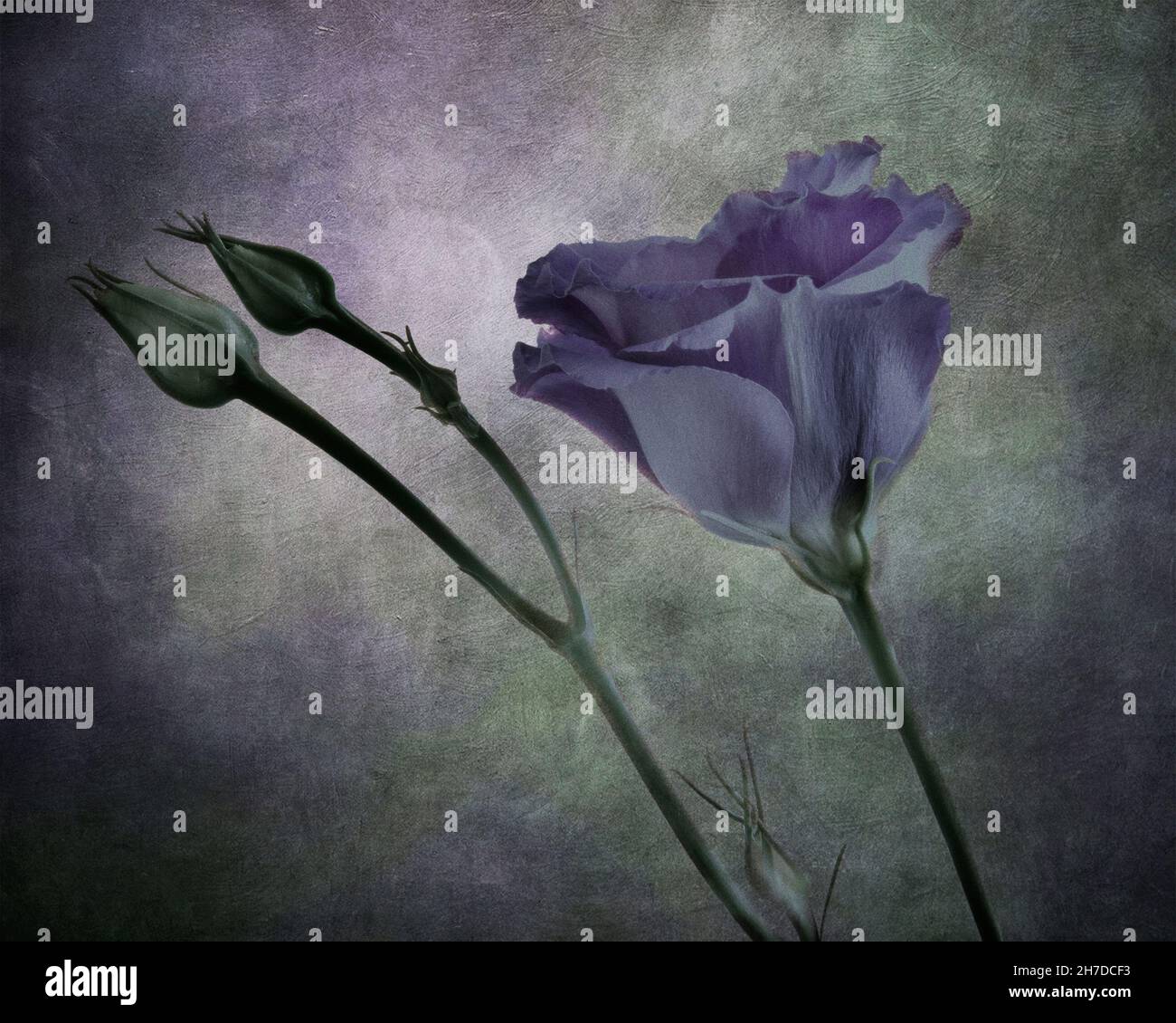 Image de beaux-arts prairie gentianof une fleur Lisianthus pourpre unique sur fond texturé Banque D'Images