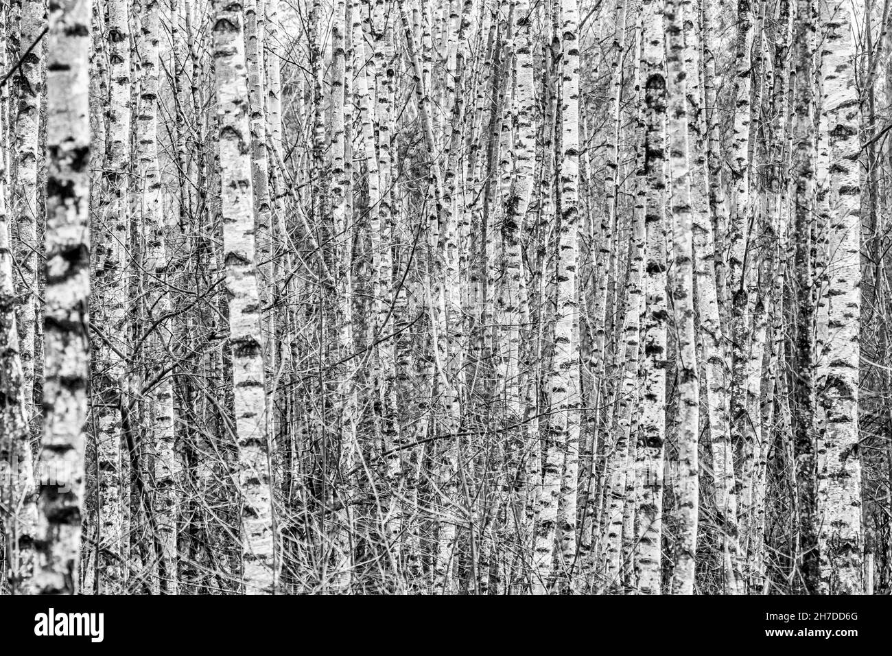 motifs d'écorce dans une forêt de bouleau Banque D'Images