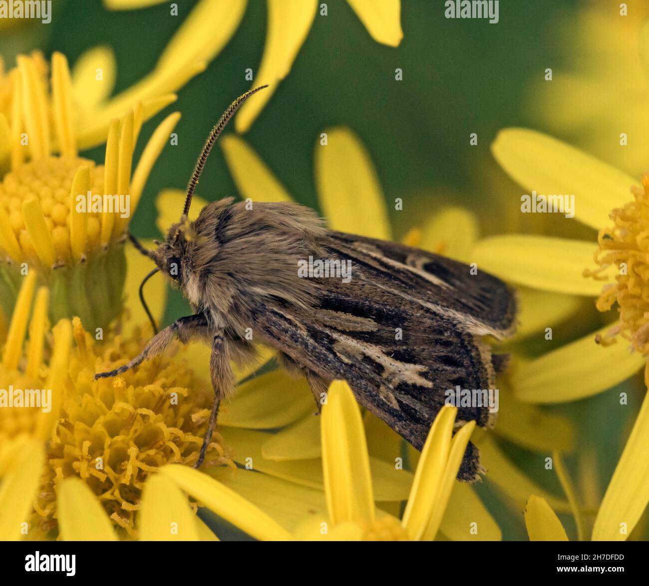 Antler Moth - Cerapteryx graminis on ragwort.ROYAUME-UNI Banque D'Images