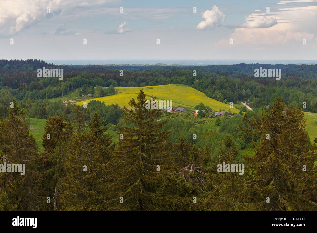 Vue depuis la tour d'observation construite sur la plus haute montagne Baltique Suur-Munamagi, hauts de grands spruces verts, en journée d'été.Estonie. Banque D'Images