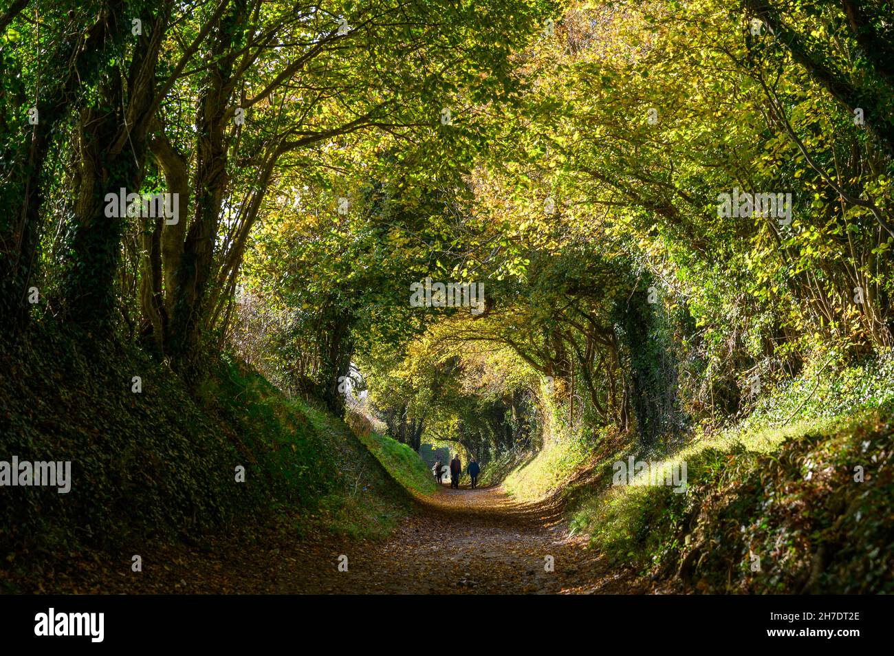 Les gens qui marchent sur le chemin à travers le tunnel des arbres de Halnaker par une journée ensoleillée en automne près de Chichester, West Sussex, Angleterre. Banque D'Images