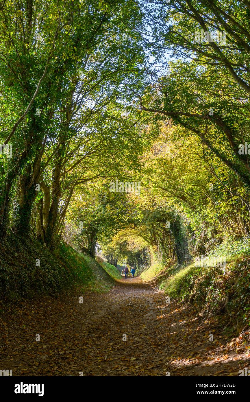 Les gens qui marchent sur le chemin à travers le tunnel des arbres de Halnaker par une journée ensoleillée en automne près de Chichester, West Sussex, Angleterre. Banque D'Images