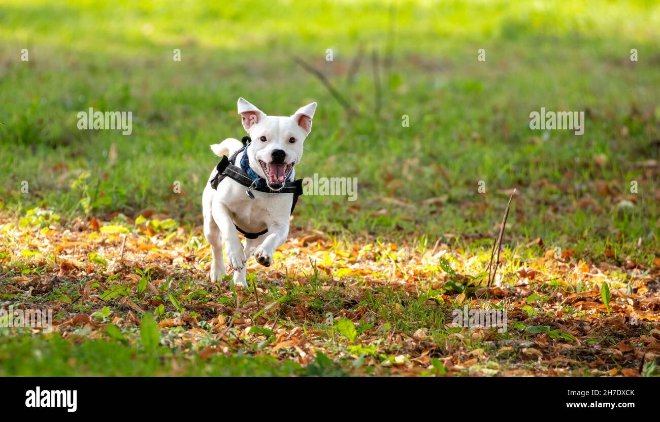 Petit chien blanc appréciant sa promenade dans le parc Banque D'Images