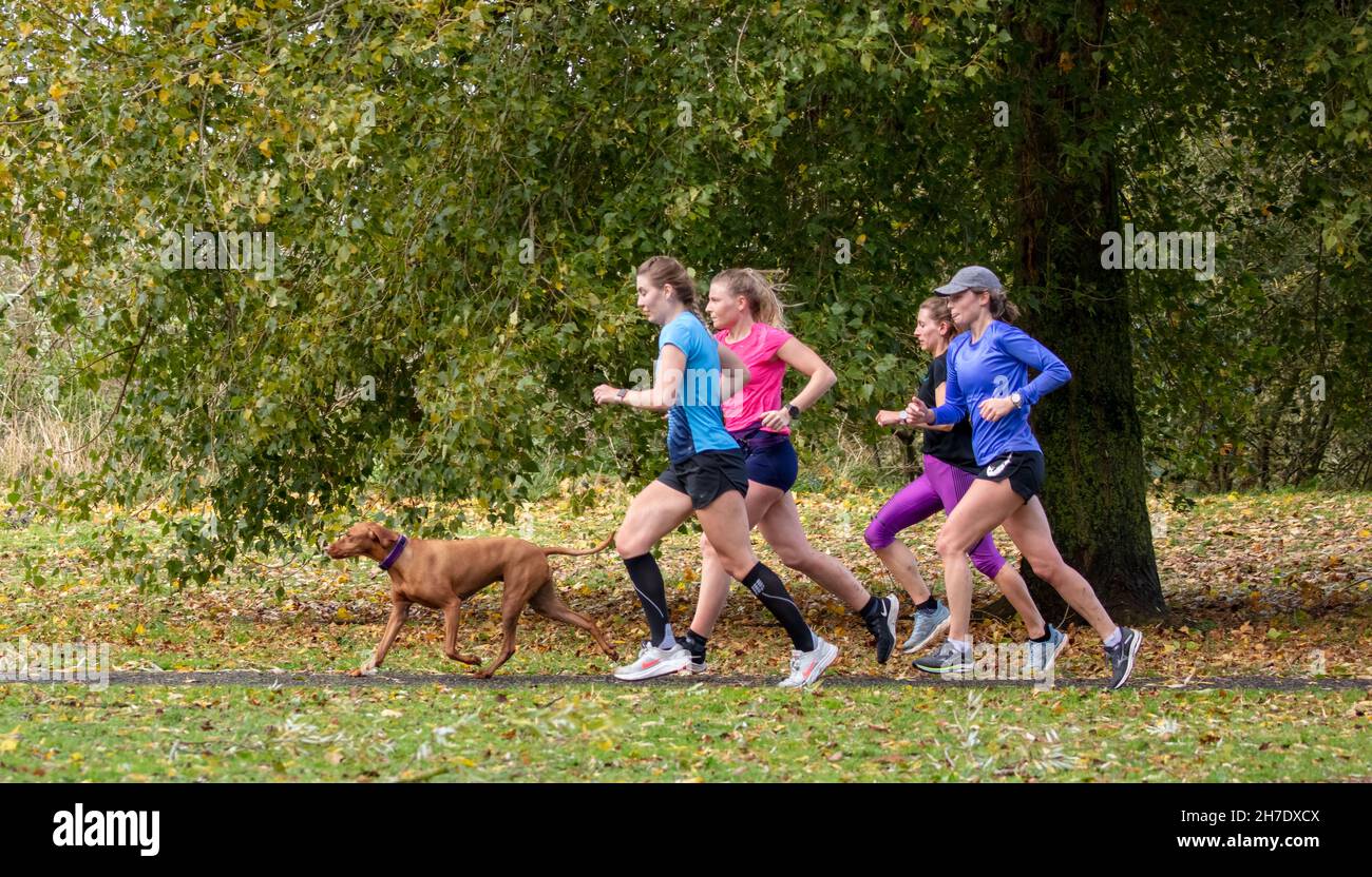 Groupe de coureurs s'exerçant avec un chien Banque D'Images