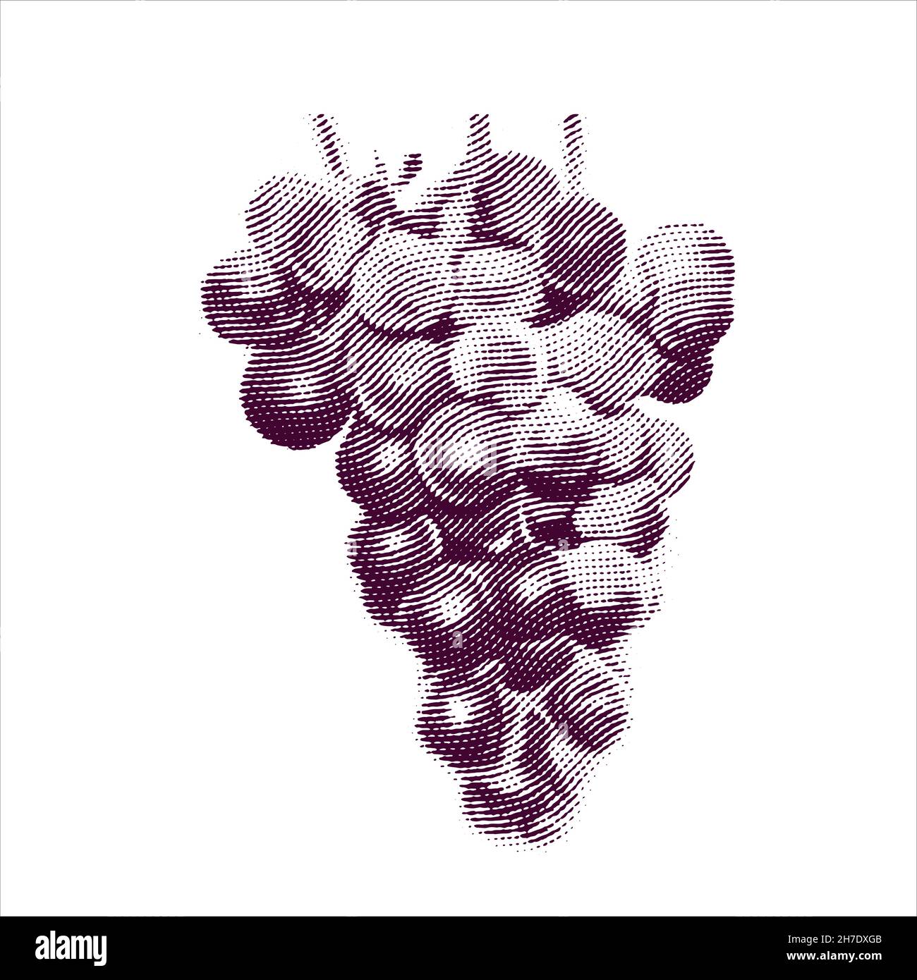 Illustration gravée de raisins isolés sur fond blanc Illustration de Vecteur